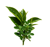 Greens + Botanicals